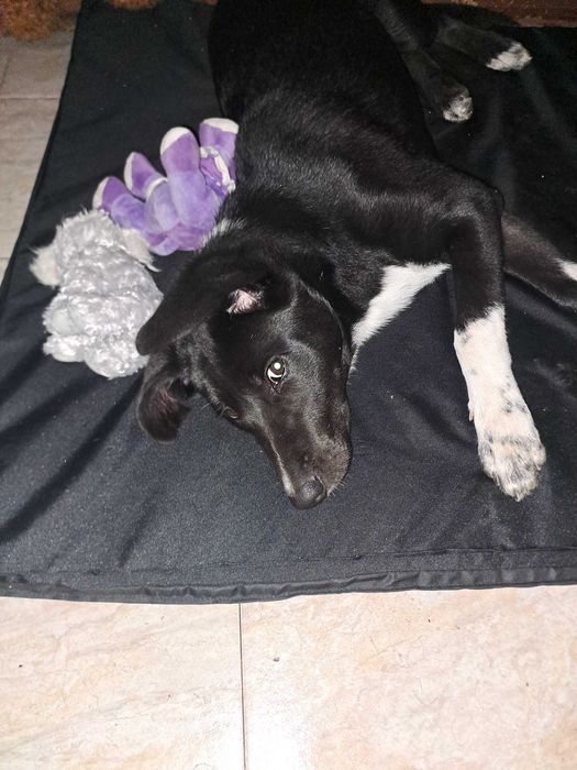 ДОМ за Миа София