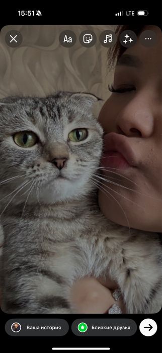 вислоухая кошкаа