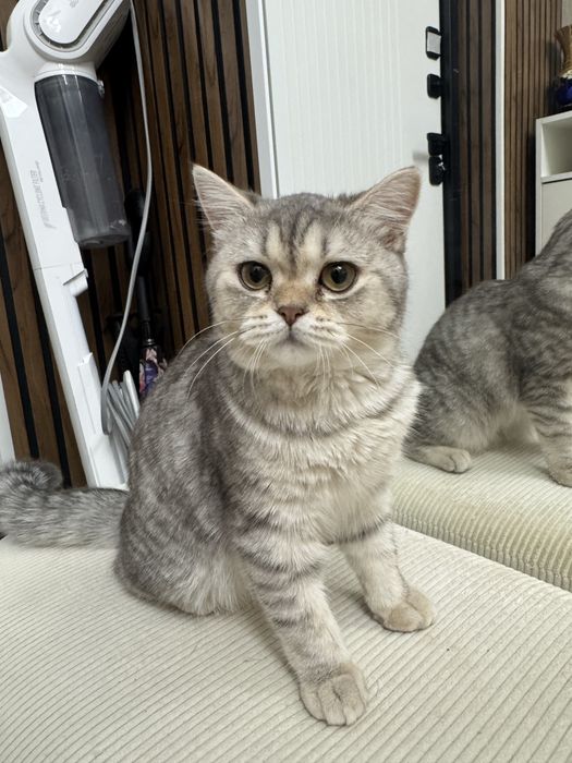 Шотландский кошка