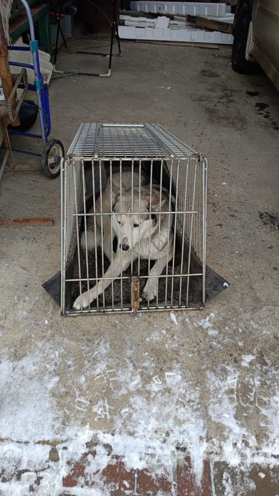 Переноска сабаки