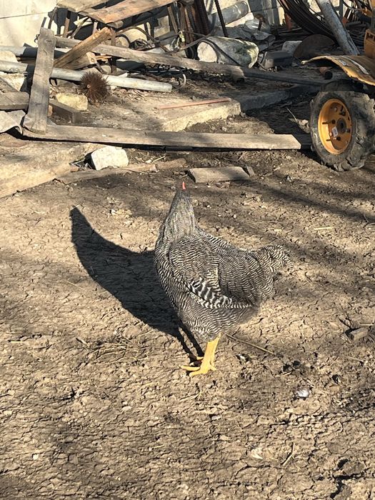 Doi cocoșii Plymouth Rock Barat