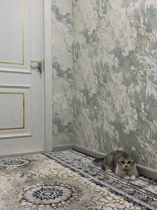 мушук сотилади срочно