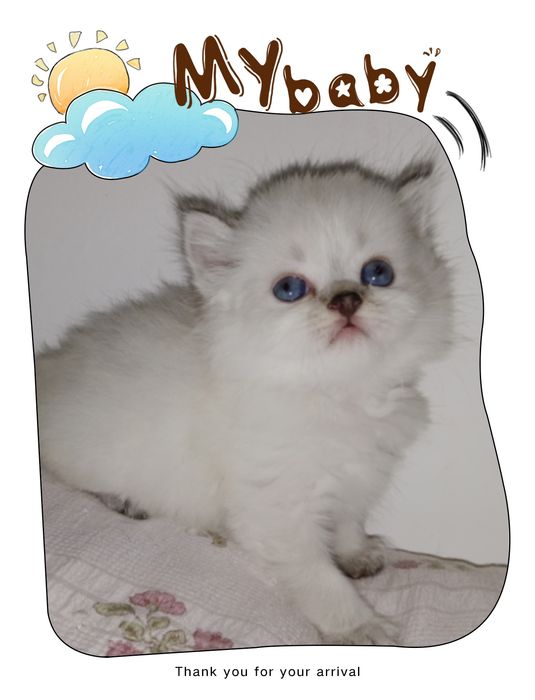 Как папа, колор Поинт хайленд мальчик