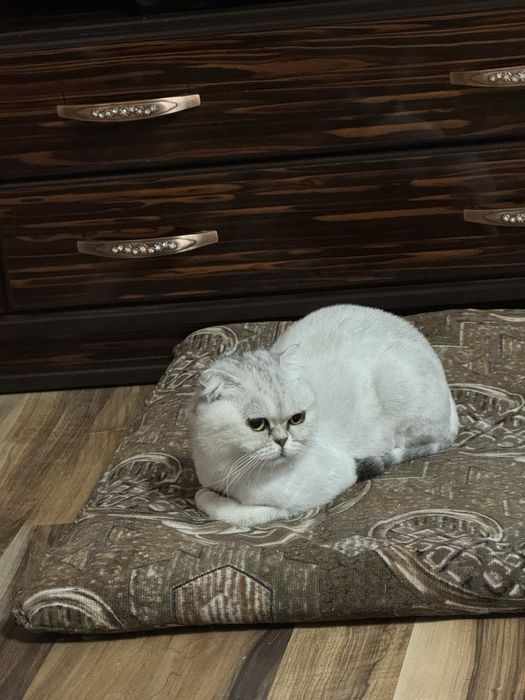 Ищем кота,красивого!Тараз