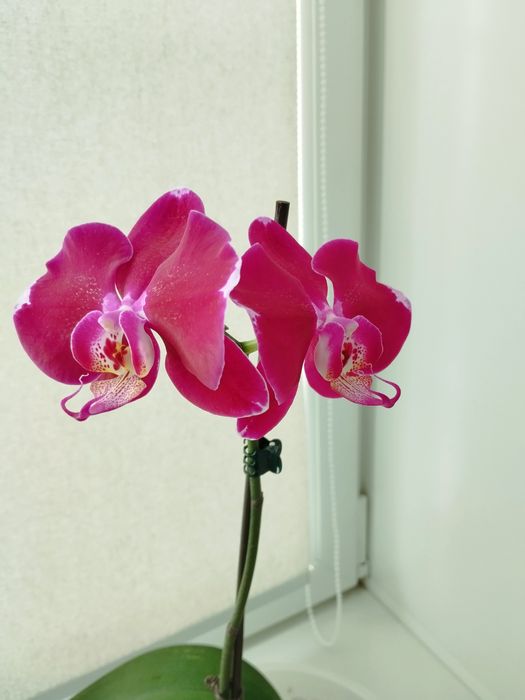 Продам цветущую орхидею