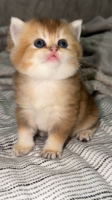 Golden chinchilla