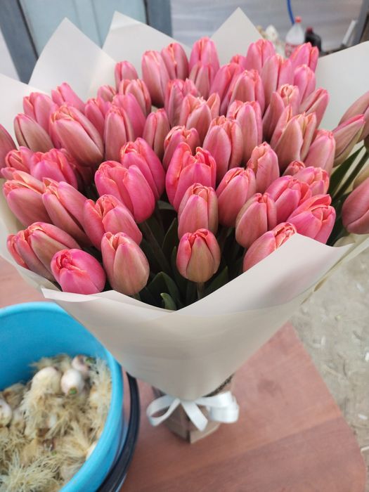 Тюльпаны. Розовые