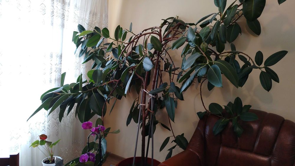 De vânzare planta ornamentală ,pret negociabil