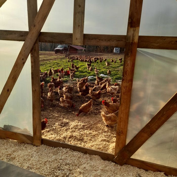 Кокошки носачки свободно отглеждани