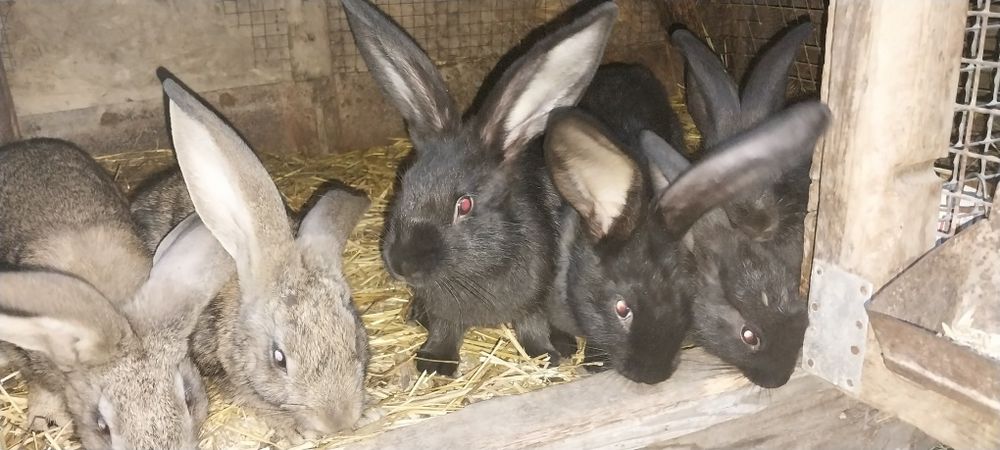 Продам кроликов.