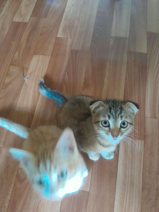 Отдам котят в хорошие руки