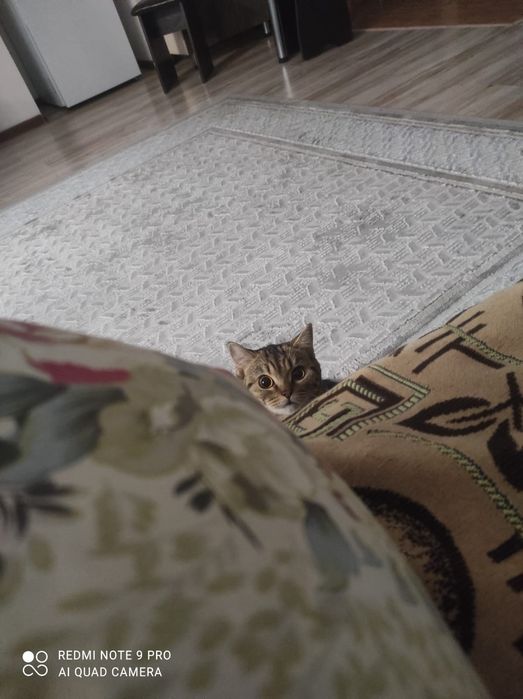 Британская кошка