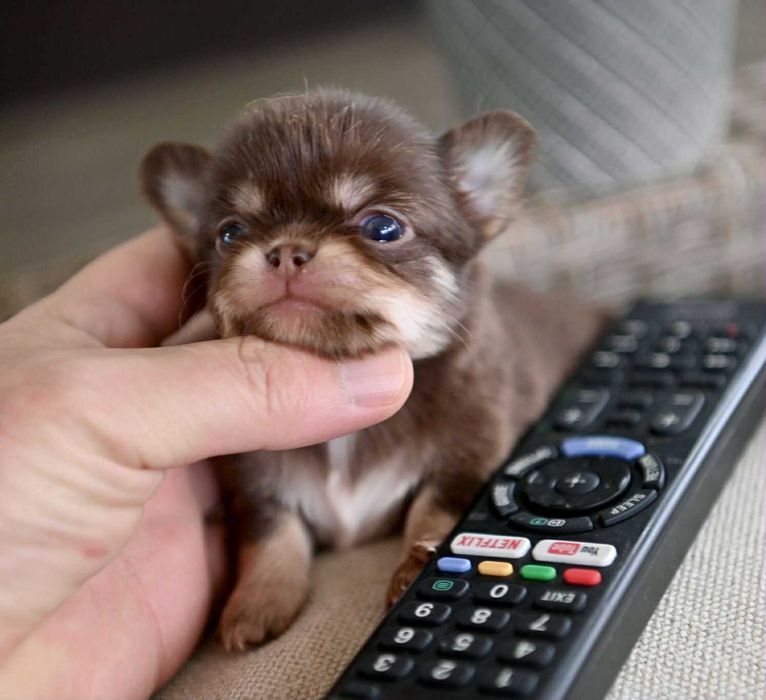 Мъжко дългокосместо мини чихуахуа шоколадов тен