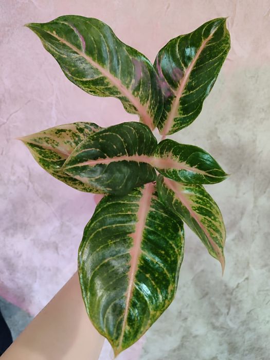 Аглаонемы разных сортов