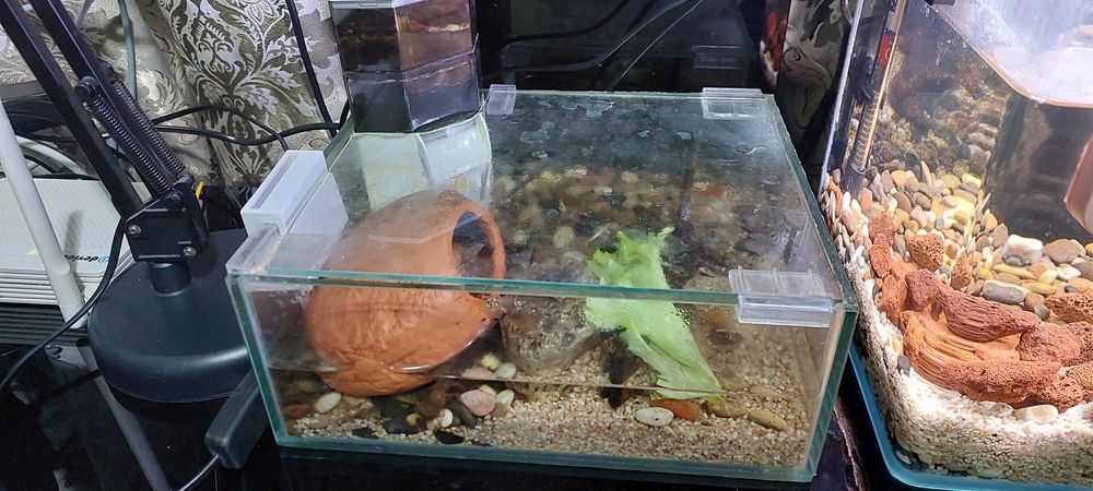 Крабовник терариум