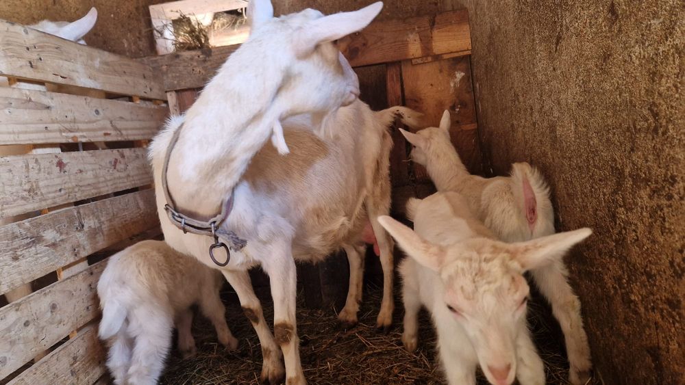 2 Capre Saanen si 4 iezi