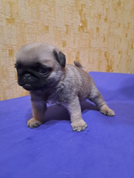 Продам щенков Мопса.