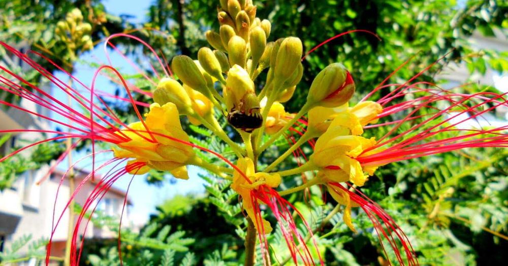 Цезалпиния - Растения