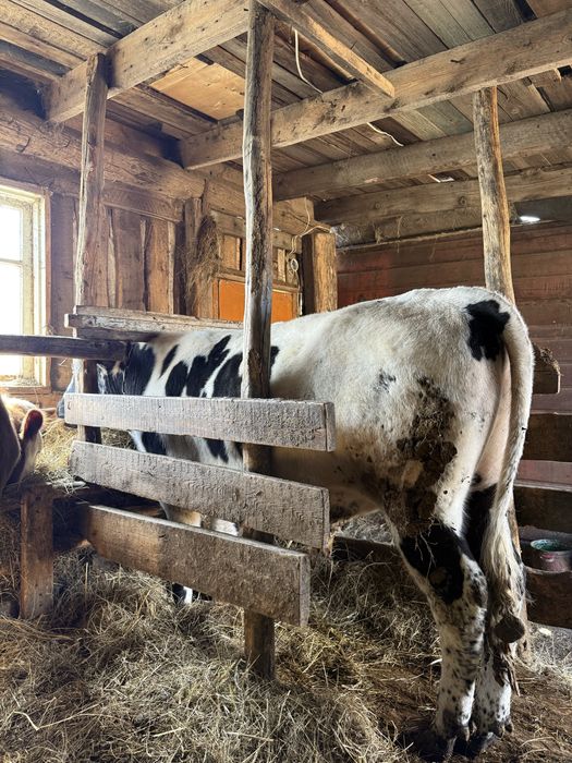 Продам бычков.