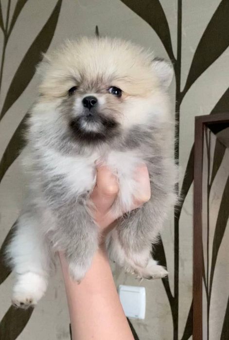 Шпиц шпиц шпиц шпиц