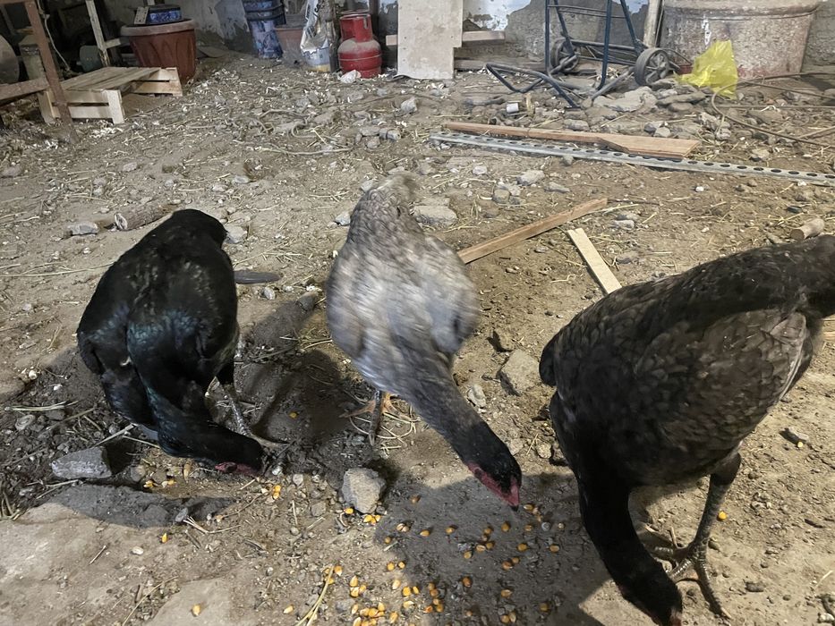 Дакан товуклар сотилади