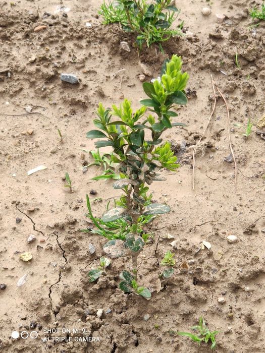 Shamshot kochat 2 yilli