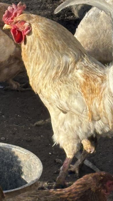 Әтеш сатамын, петух