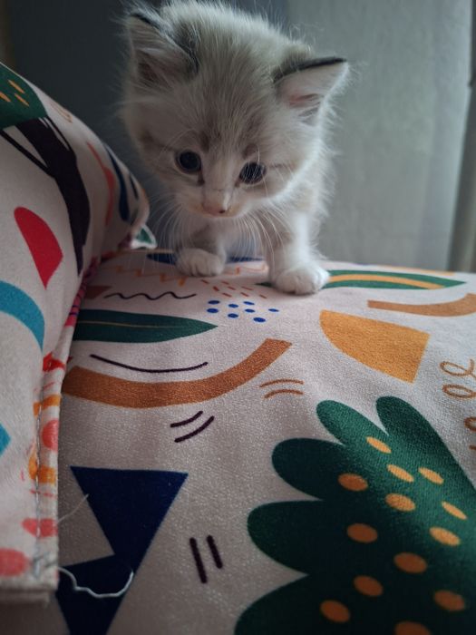Отдам котят даром