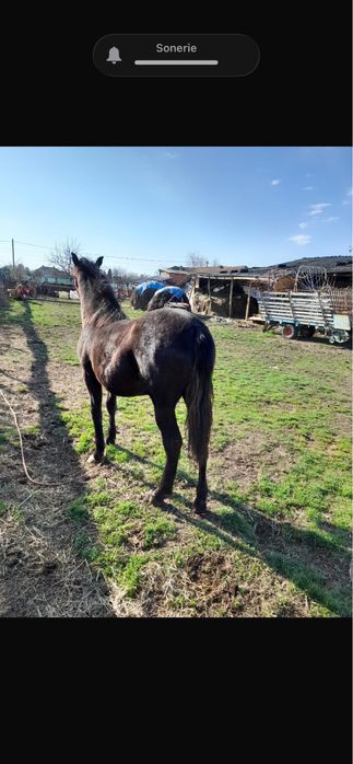 Manza de vanzare sau schimb