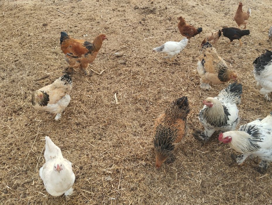 Xoʻroz va tovuqlar sotiladi