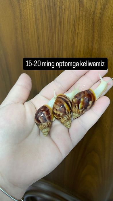 Ulitkala ideal aktiv svejiy yengiii iwlatilmagan