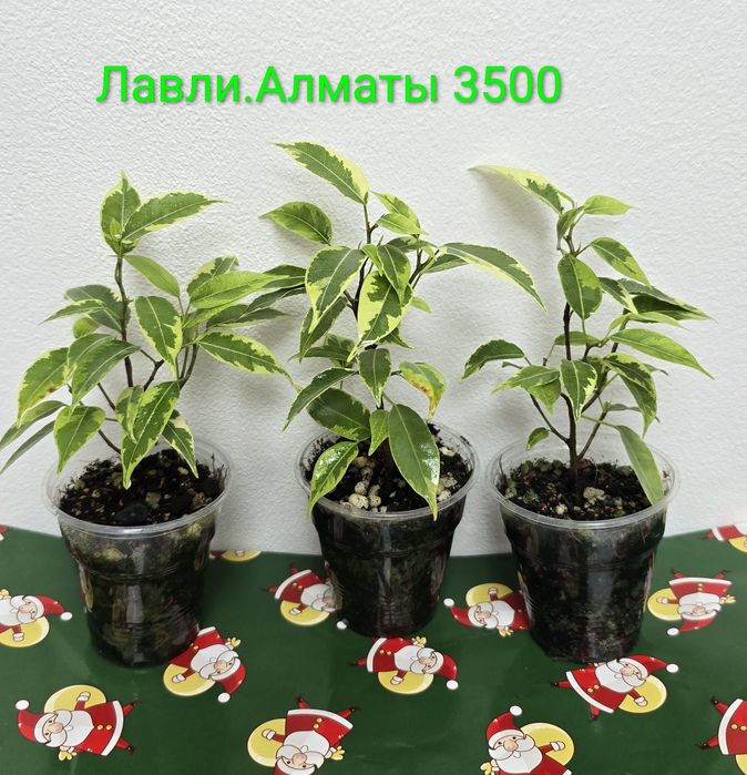 Фикусы разные, прекрасные