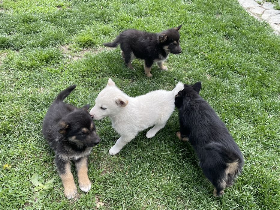 Щенки овчарки. Овчарка.