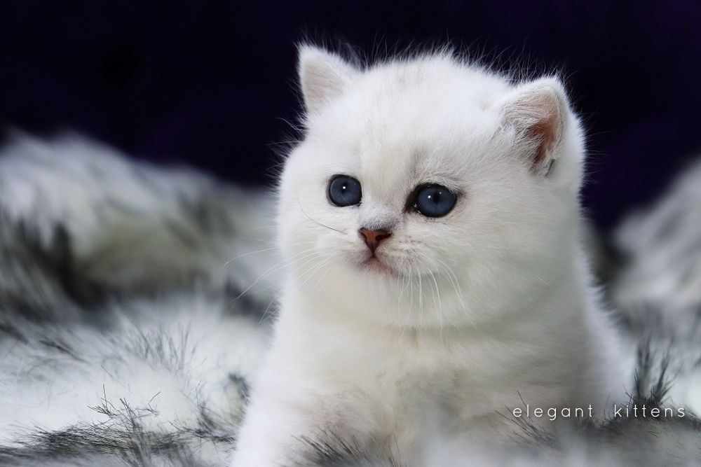 Британские Шотландские Серебристые поинт шиншиллы