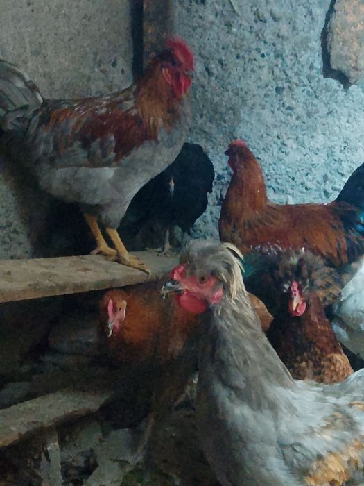 Продам куреи 5000т за одну