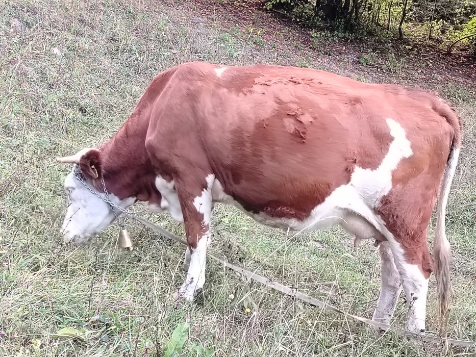 Juncă de vânzare