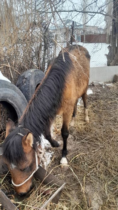 Тай     сатылады