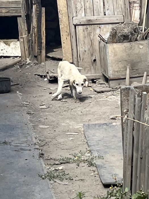 Казаки тазы за 25000 торг есть