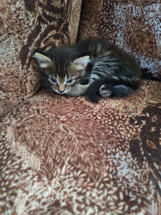 Шустрые котята!!!