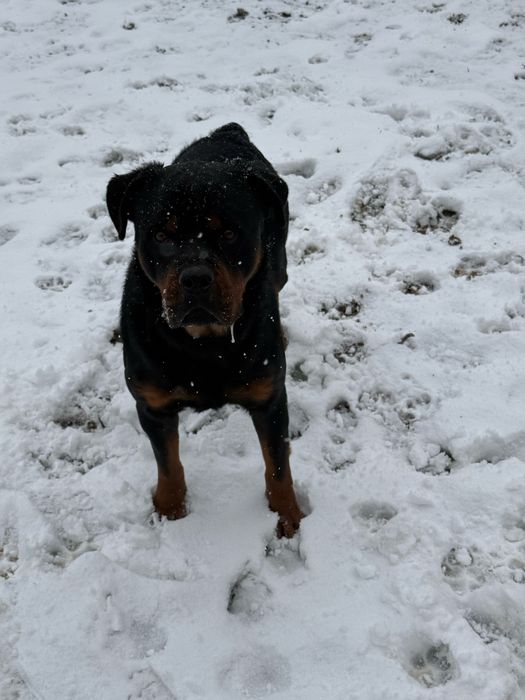 Ротвейлер радословный