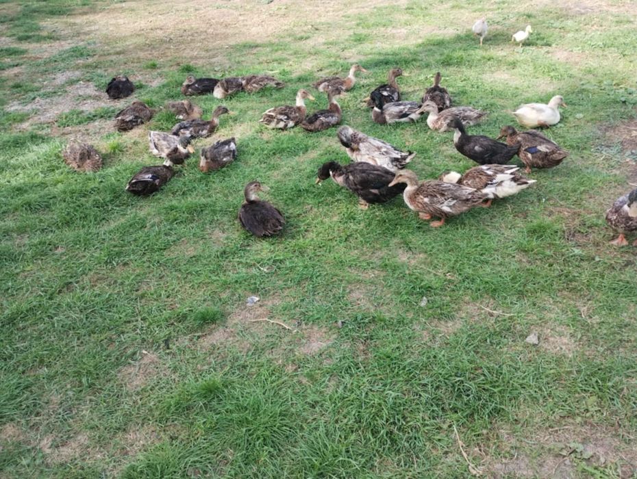 Vând rațe de anul acesta