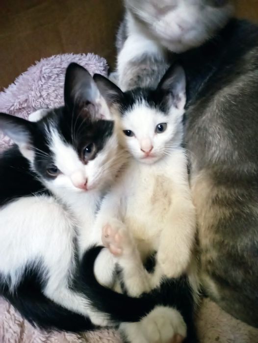 Бесплатно котята девочки