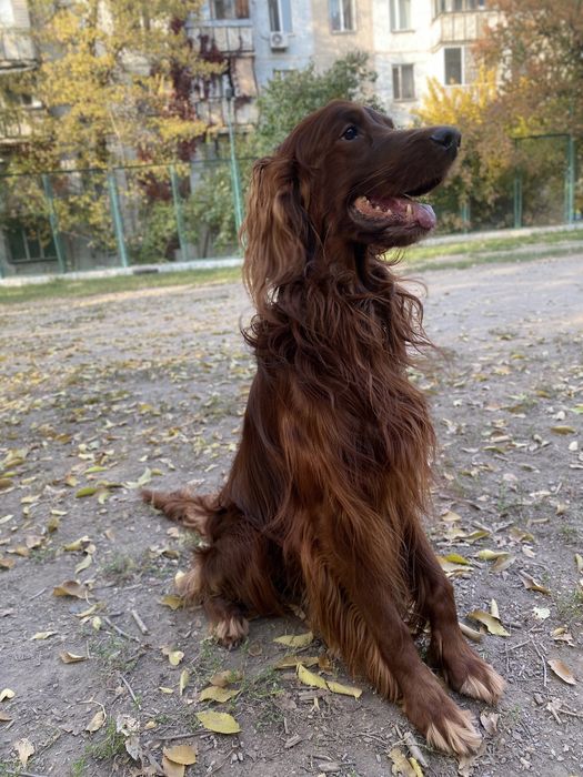 Кобель для вязки Ирландский сеттер