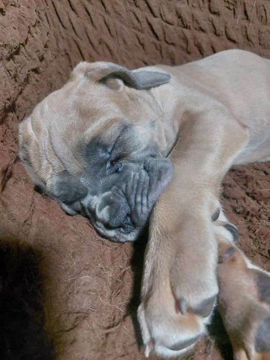 Продаются щенки кане корсо