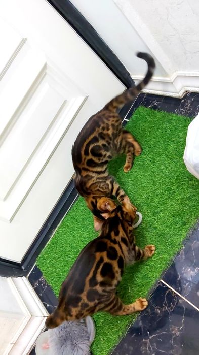 Редкие Бенгалы- шоу класс! Котята