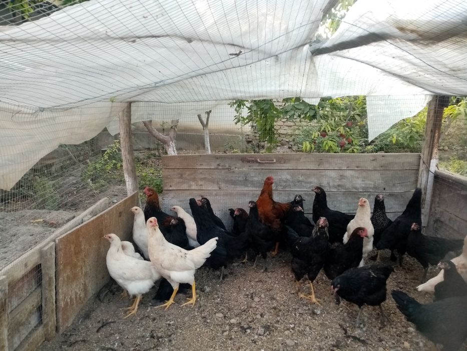 Сотилади кора товуклар ва хороз домашние