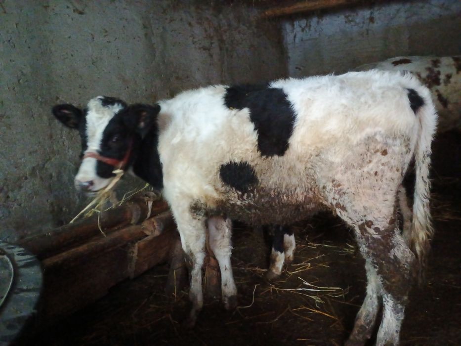 Vând 2 vitele bune de sămânță