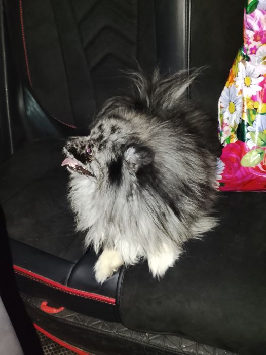 Шпиц померанский