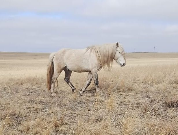 Айгыр сатам сегіз жасар