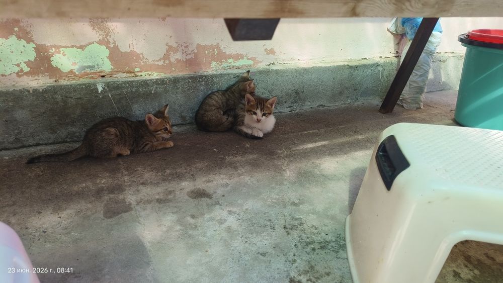 Отдам бесплатно котят в хорошие руки
